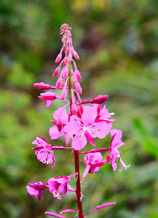 Fireweed - Iceberg Lake
