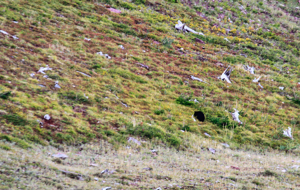 Bear on the hillside - Iceberg Lake