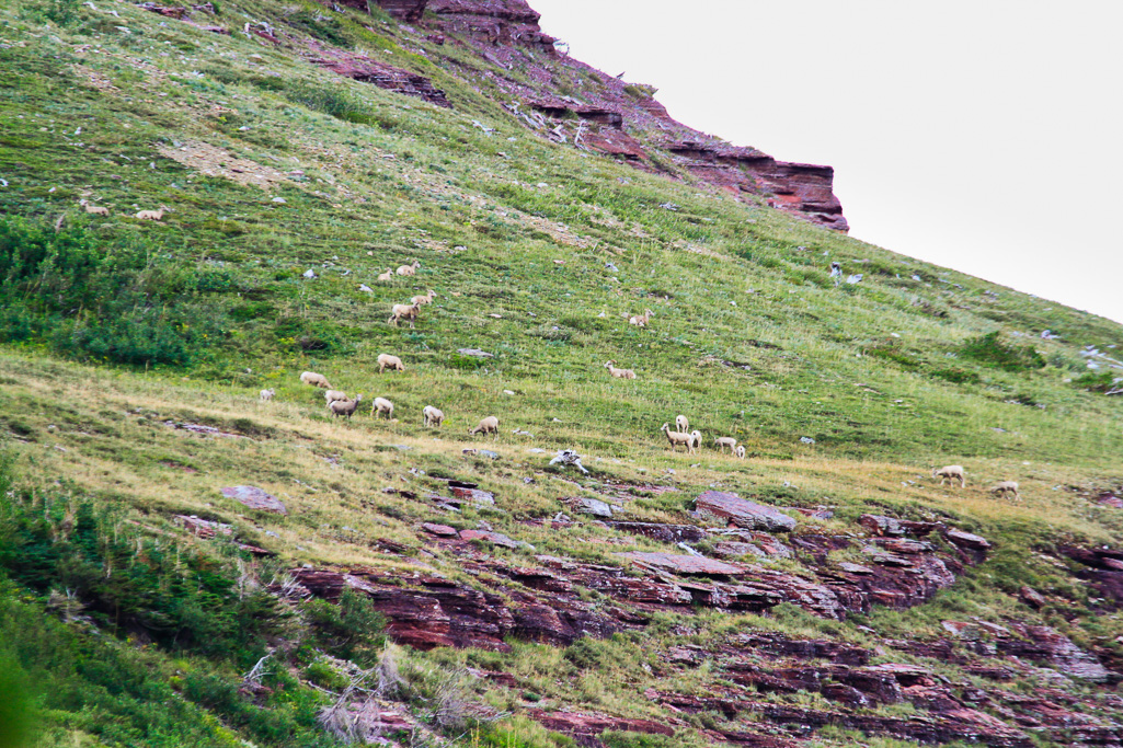 Bighorn sheep - Iceberg Lake