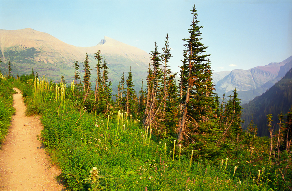 Pines - Iceberg Lake