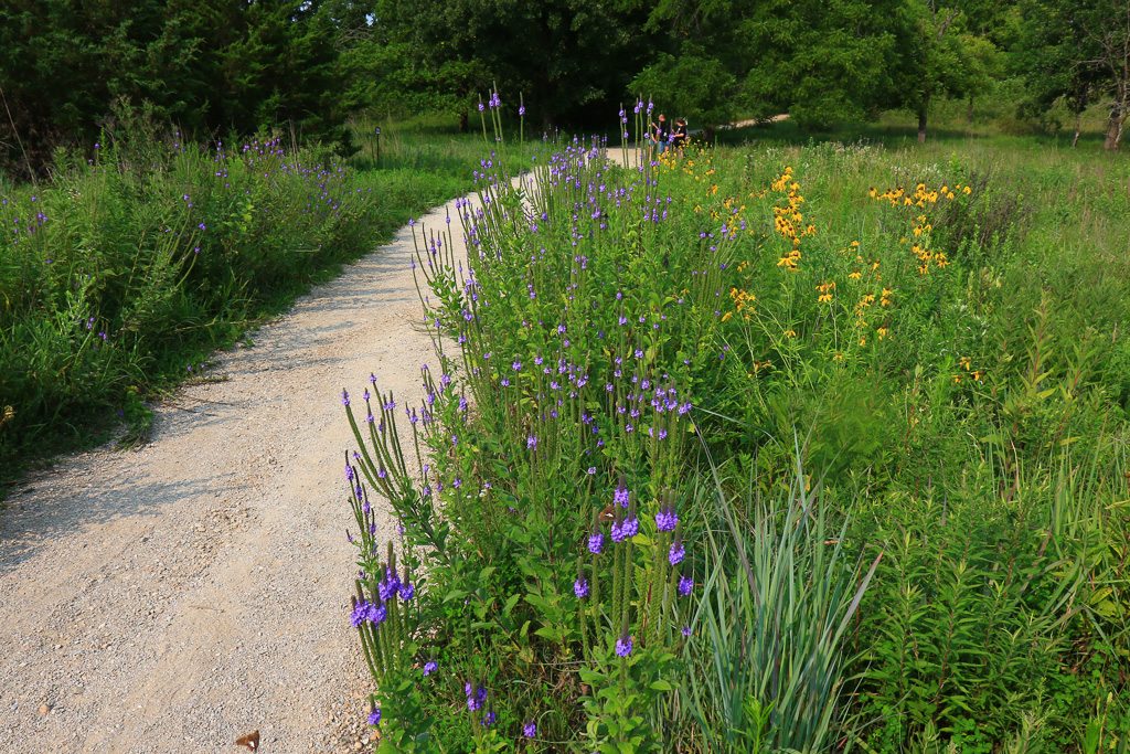 Wildflower lined path - Konza Prairie Nature Trail