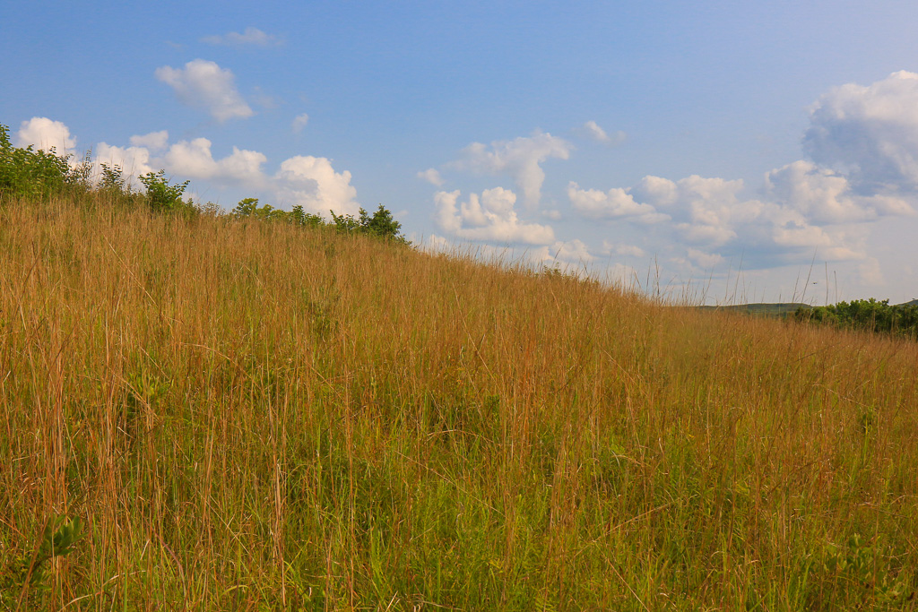 Tall grasses and clouds - Konza Prairie Nature Trail