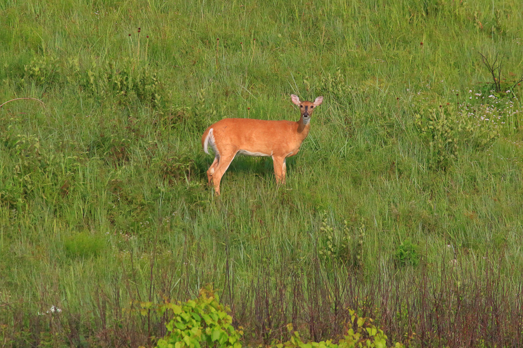 White-tailed Deer - Konza Prairie Nature Trail