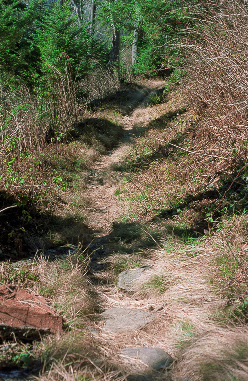 Grassy path - Mount LeConte