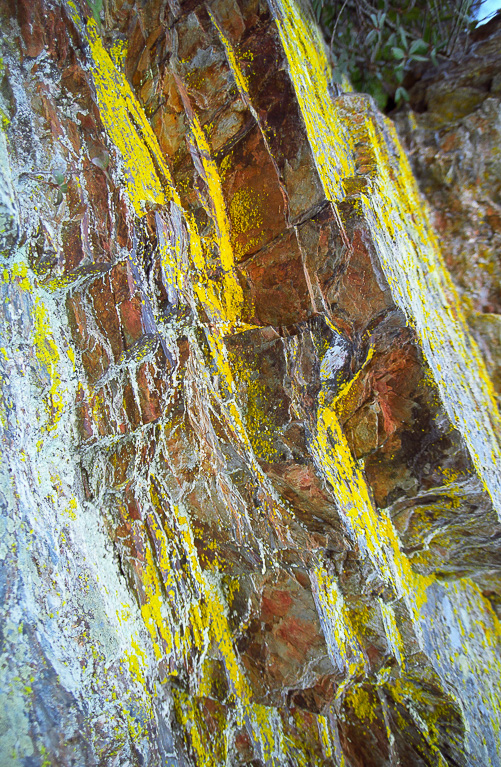 Yellow lichens - Mount LeConte