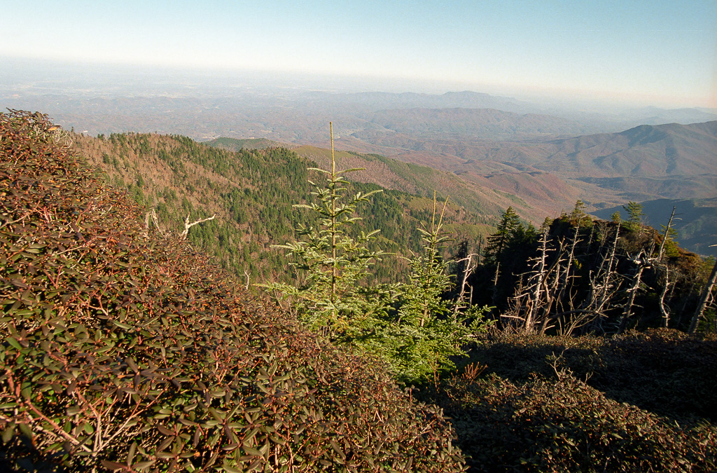 Myrtle Point  - Mount LeConte