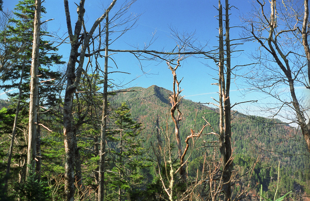 Mount LeConte through the trees - Mount LeConte