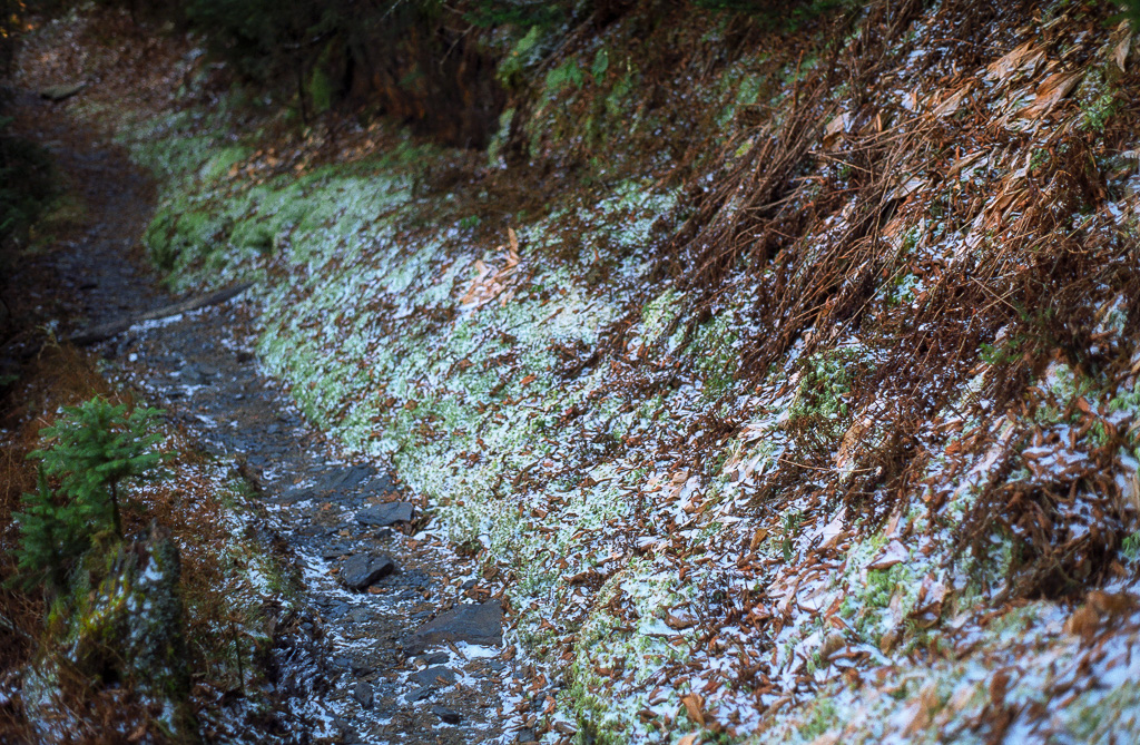 Dusting of snow - Mount LeConte