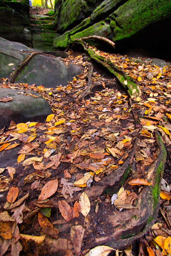 Roots and leaves - The Ledges Trail