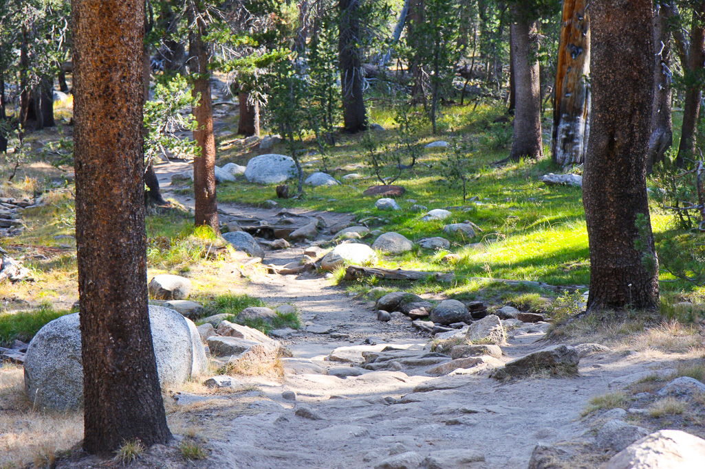 Forested path - Lembert Dome