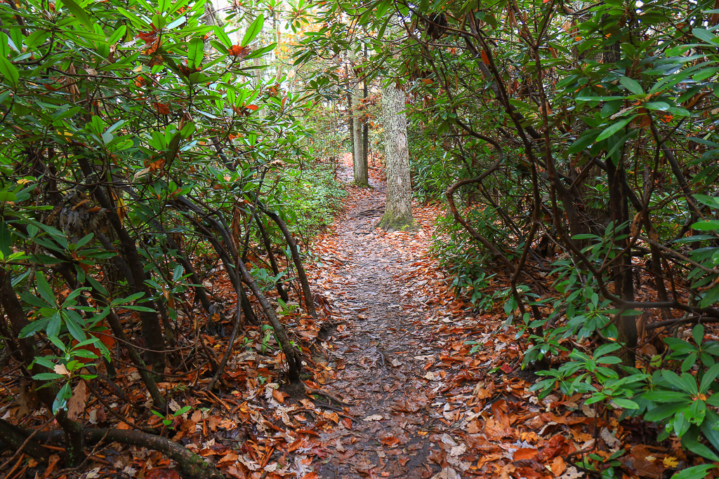 Rhodies- Long Point Trail