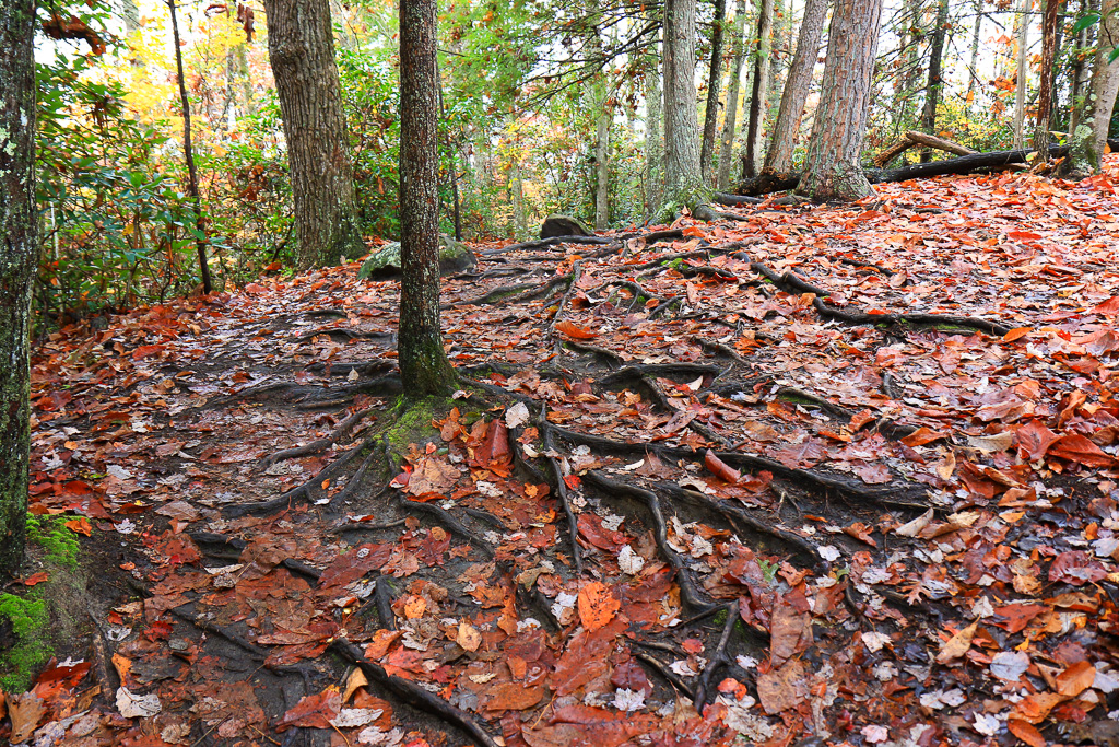 Roots- Long Point Trail