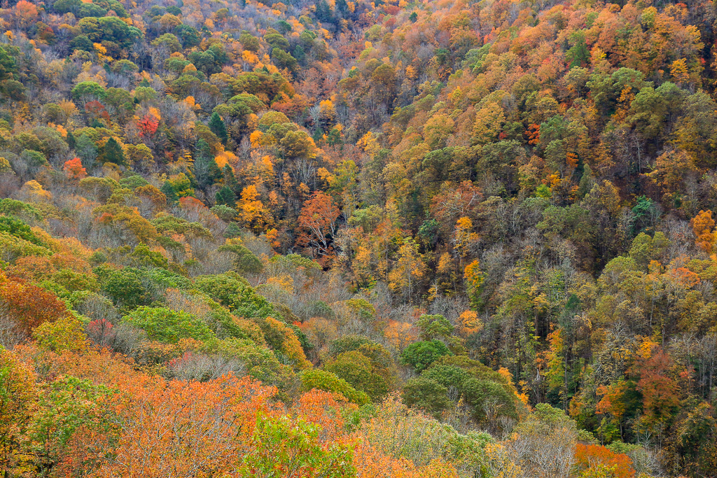 Fall color- Long Point Trail