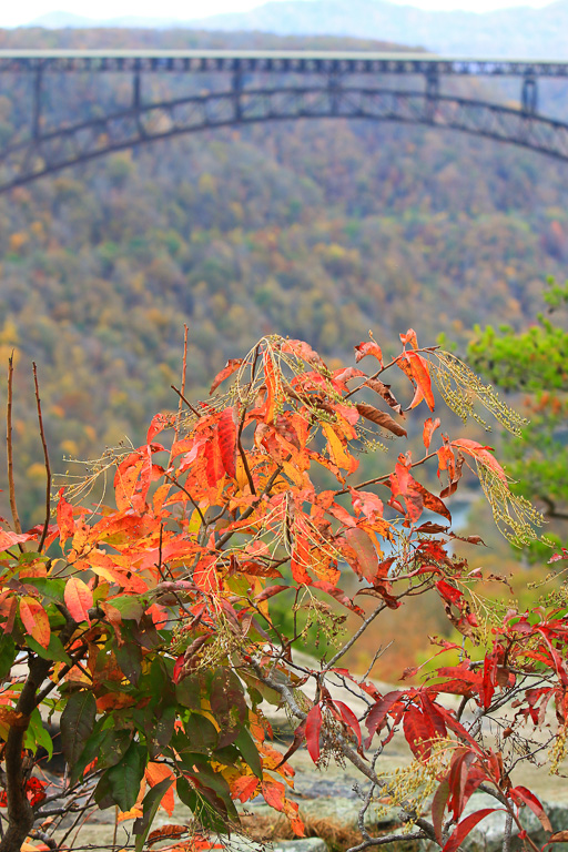 Autumn color and bridge- Long Point Trail