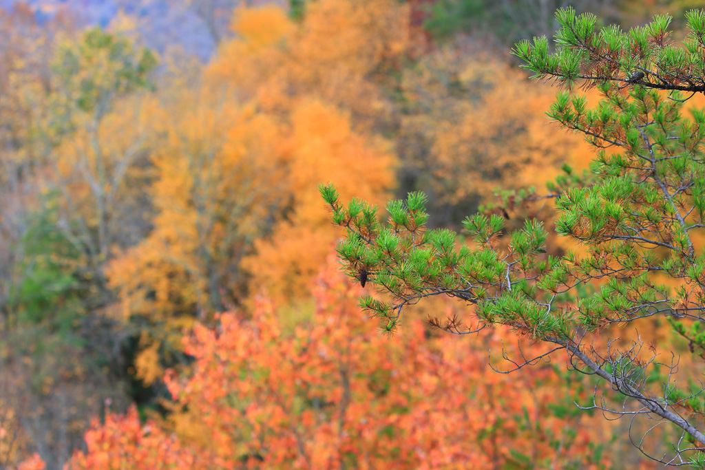 Autumn colors- Long Point Trail