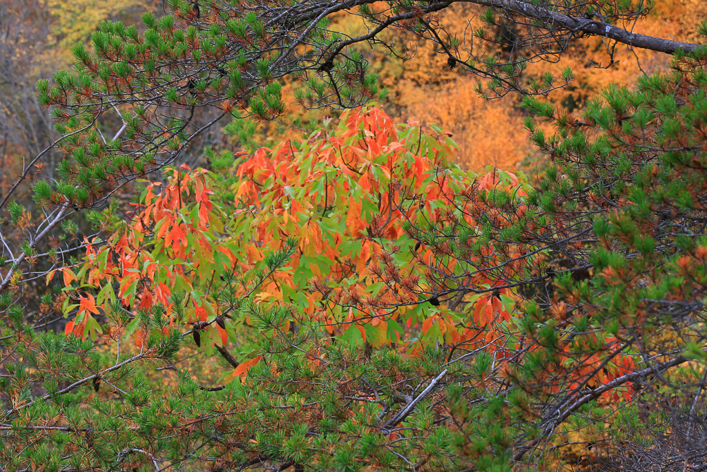 Changing leaves- Long Point Trail