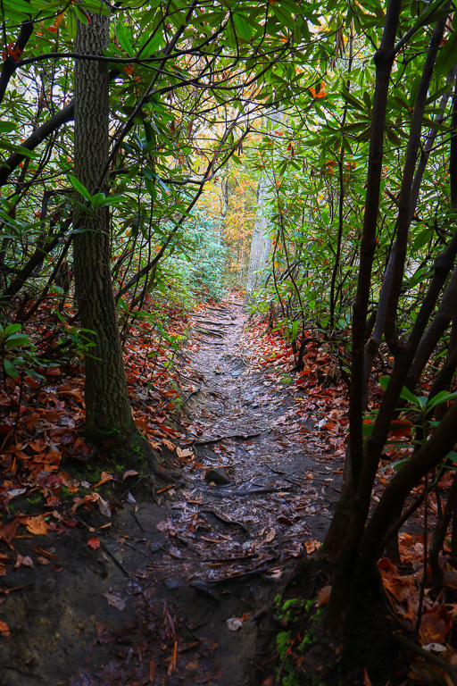 The trail- Long Point Trail