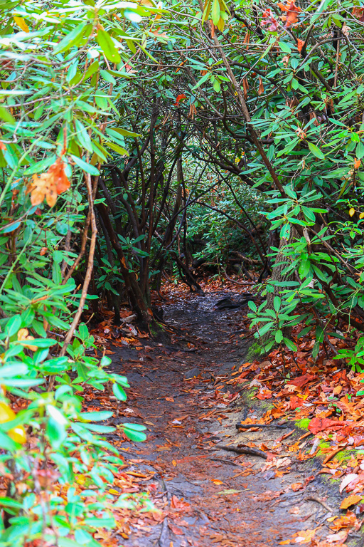 Rhododendron tunnel- Long Point Trail