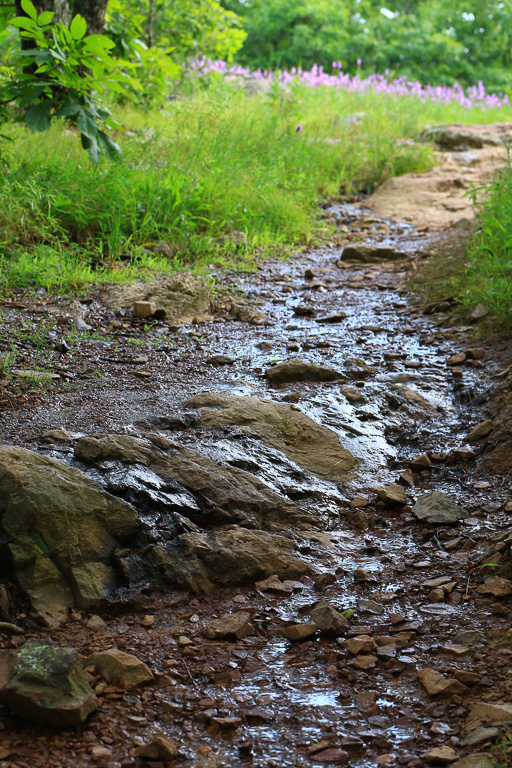 After a rain - Mina Sauk Falls Trail