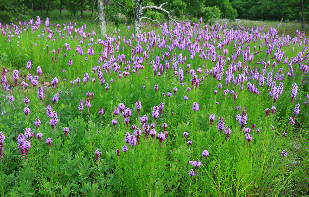 Purple Loosestrife - Mina Sauk Falls Trail