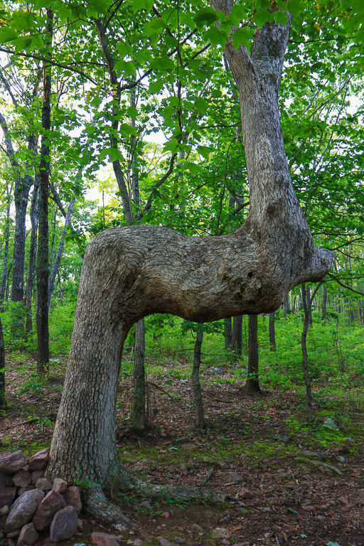 Native American Trail Tree - Mina Sauk Falls Trail