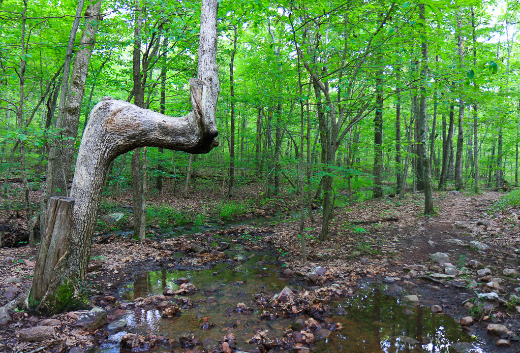 Native American Trail Tree #2 - Mina Sauk Falls Trail