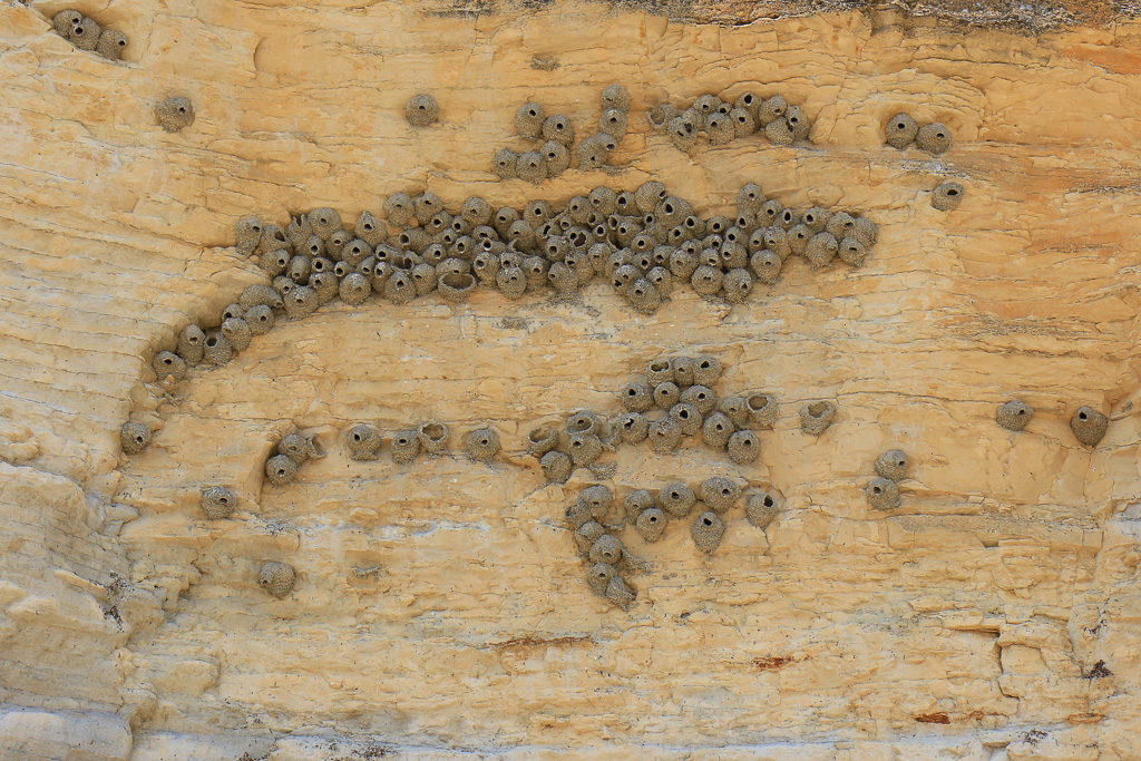 Swallow nests - Monument Rocks Natural Area