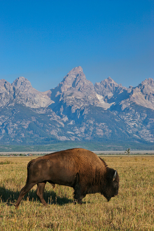 American Bison - Grand Teton National Park, Wyoming