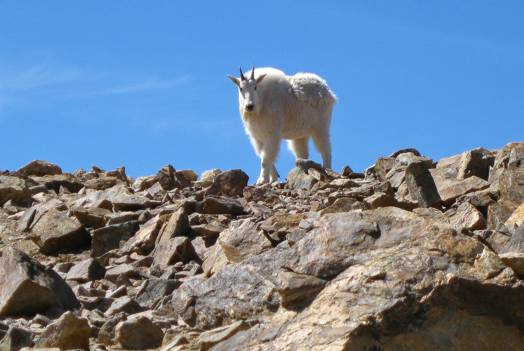 Highest goat in Colorado - North Mount Elbert Trail