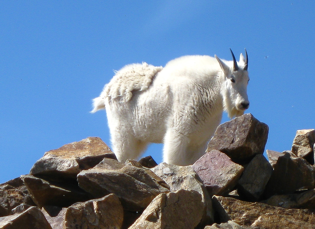Mountain goat on the summit - North Mount Elbert Trail