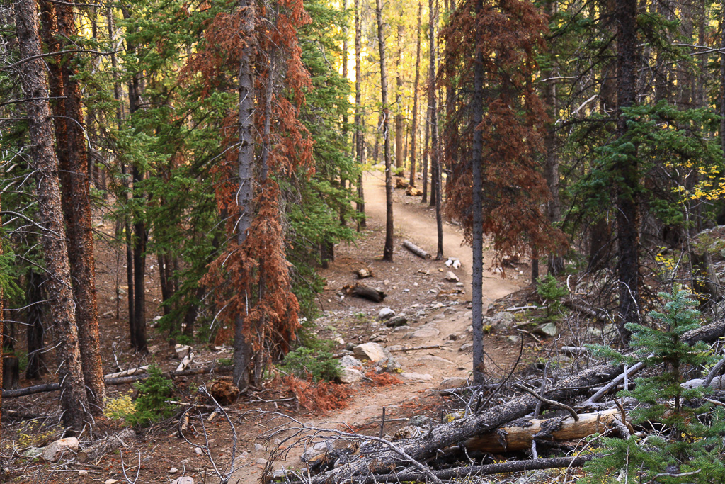 Lodgepole Pines - North Mount Elbert Trail