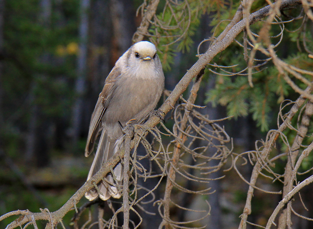 Curious Gray Jay - North Mount Elbert Trail