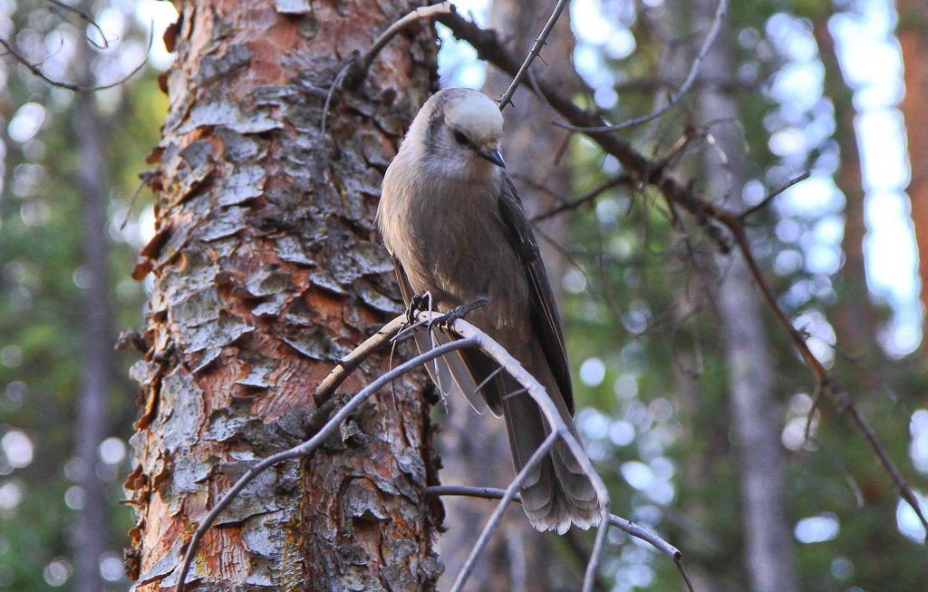 Gray Jay - North Mount Elbert Trail