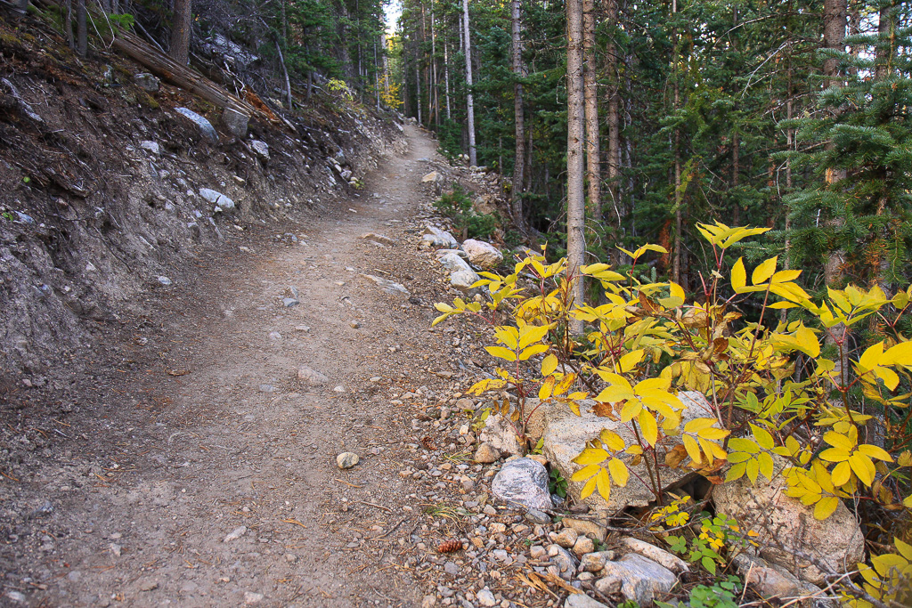 Fall foliage along the path - North Mount Elbert Trail