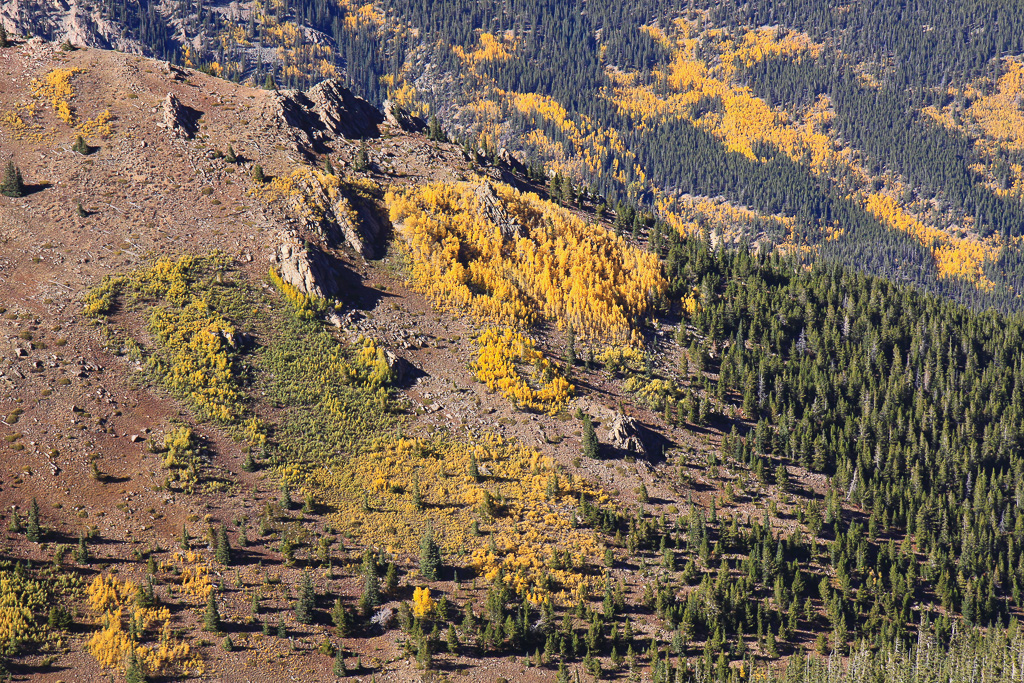Colorful aspen - North Mount Elbert Trail