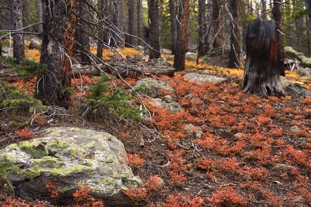 Autumn ground cover - North Mount Elbert Trail