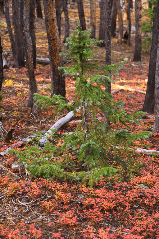 Lone pine - North Mount Elbert Trail