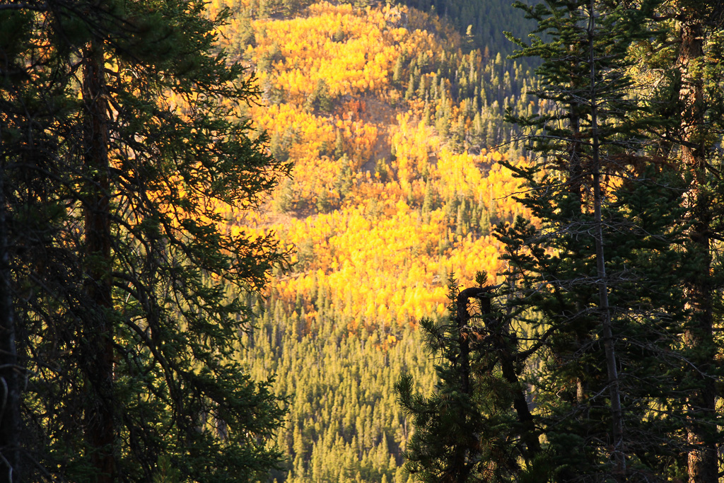 Glowing aspen - North Mount Elbert Trail