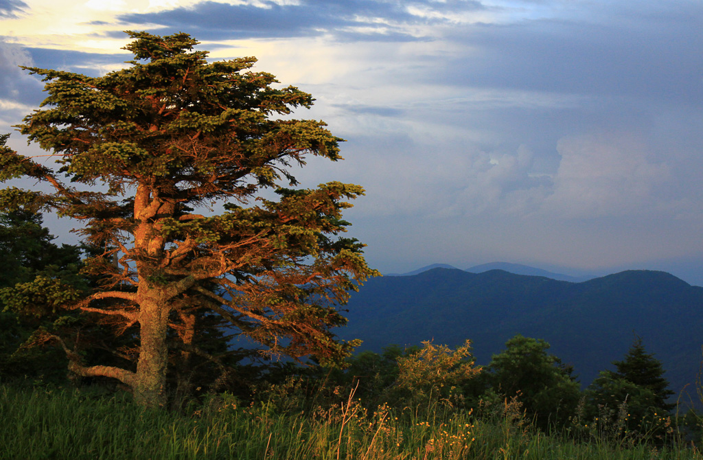 Alpenglow on a pine - Mt Mitchell SP, NC