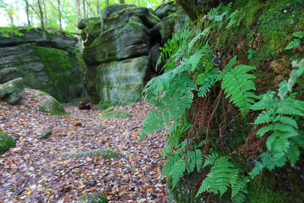 Ferns and massive Sharon Conglomerate boulders - Nelson-Kennedy Ledges 2021