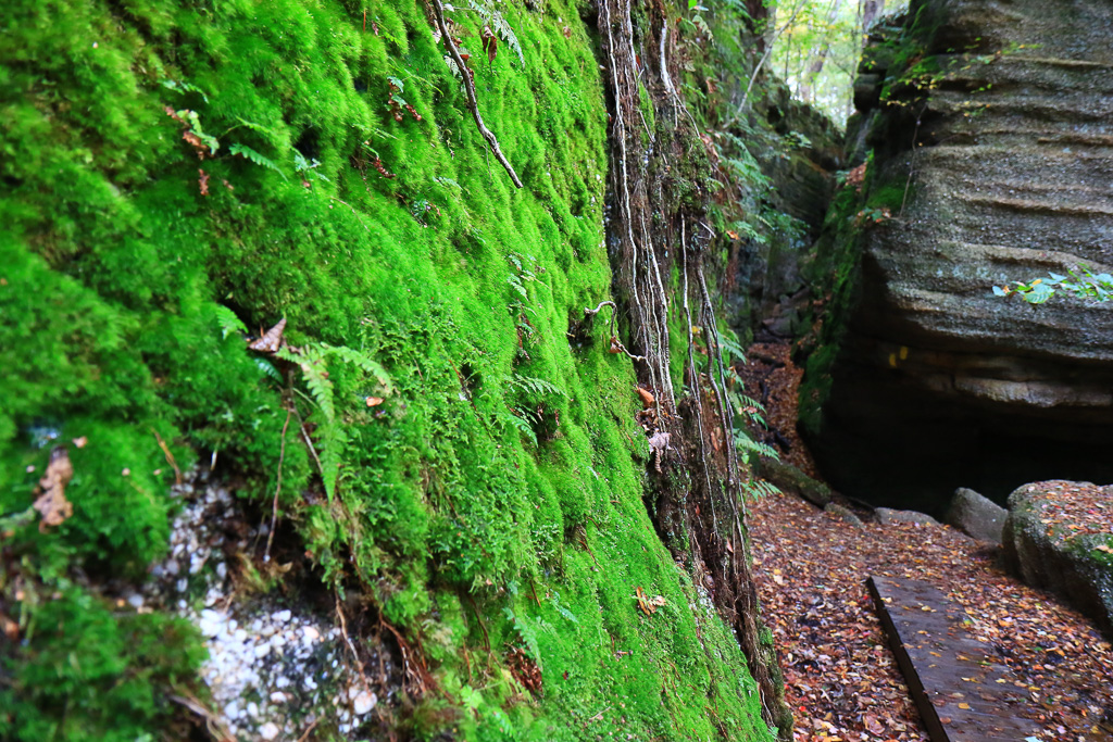 Mossy covering - Nelson-Kennedy Ledges 2021