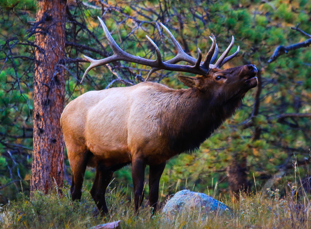 Elk bugling near Estes Park - Nymph, Dream, and Emerald Lake