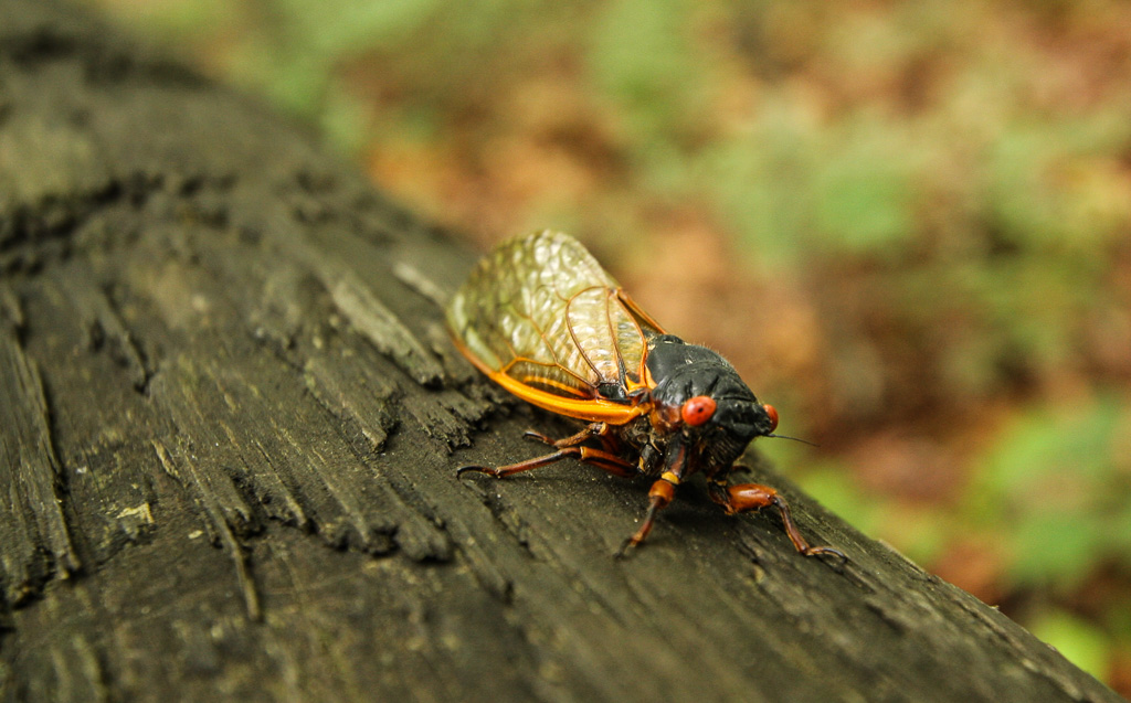 17 Year cicada - Original Trail/Balanced Rock Trail/Laurel Ridge Trail Loop to Natural Bridge
