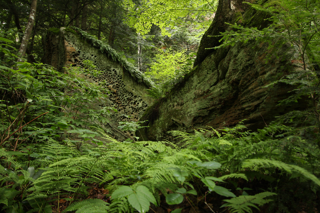 Lush forest - Original Trail/Balanced Rock Trail/Laurel Ridge Trail Loop to Natural Bridge