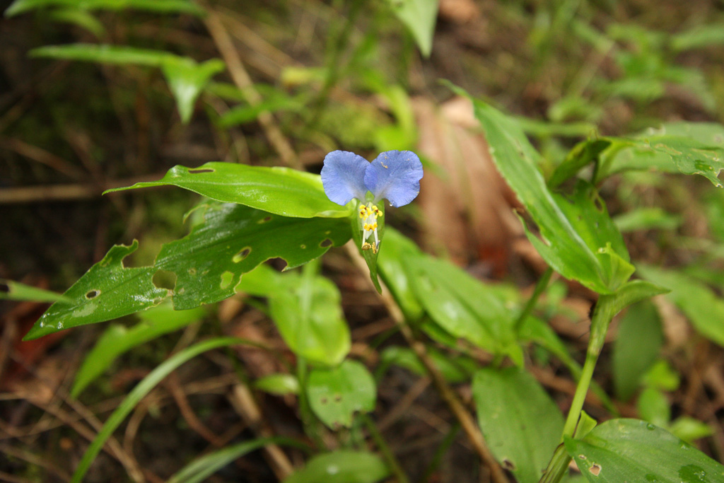 Creeping day flower - Original Trail/Balanced Rock Trail/Laurel Ridge Trail Loop to Natural Bridge
