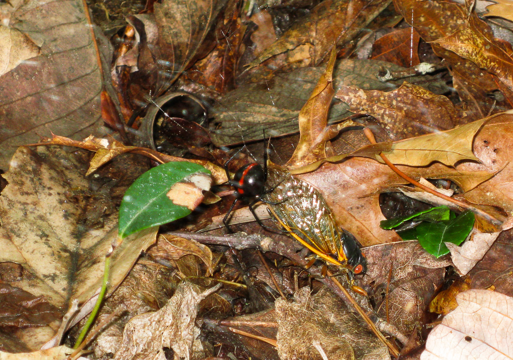 Black widow snacking on a cicada - Original Trail/Balanced Rock Trail/Laurel Ridge Trail Loop to Natural Bridge