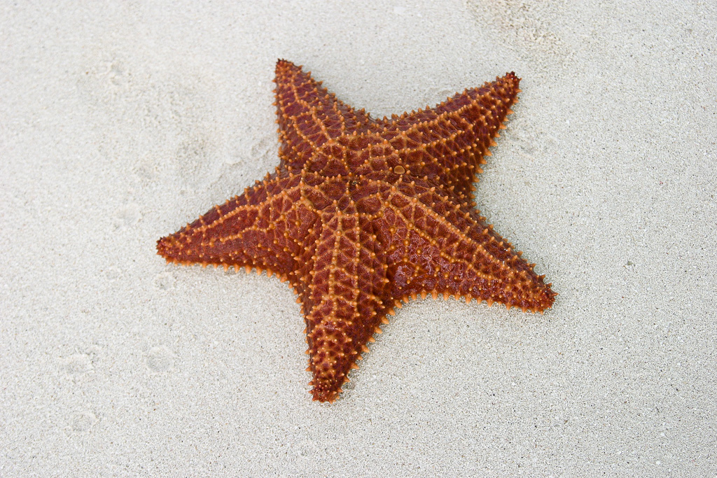 Cushion Sea Star - Turks and Caicos