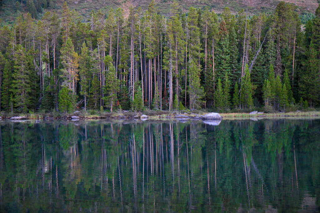 Evergreens reflected in String Lake- Paintbrush Canyon/Cascade Canyon Loop