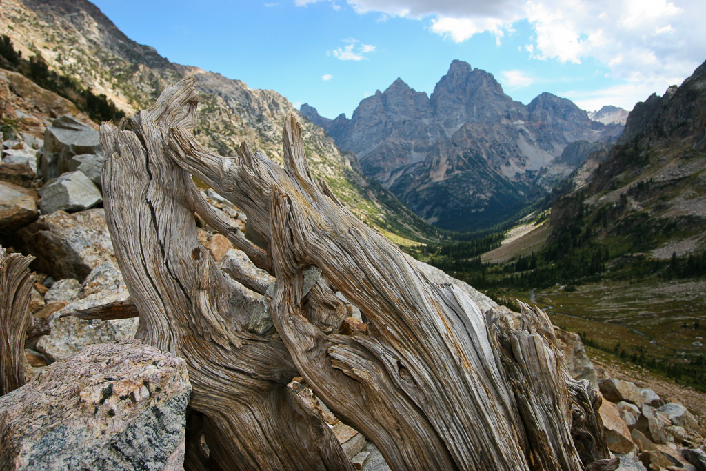 Weathered wood and Cathedral Group - Paintbrush Canyon/Cascade Canyon Loop