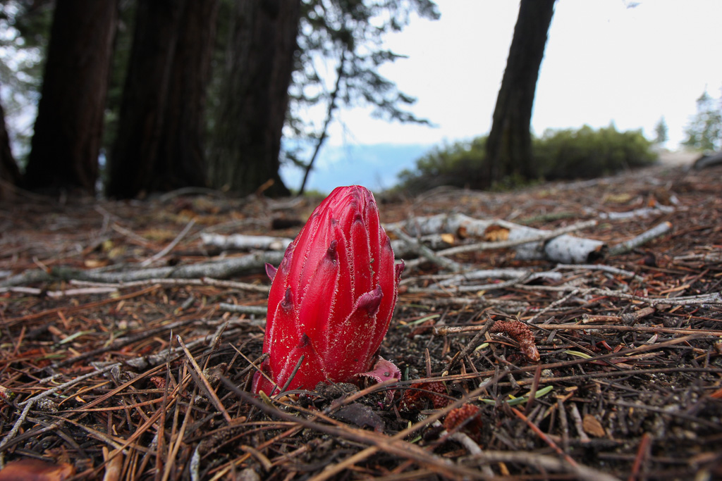 Snow plant - Panorama Trail 2008